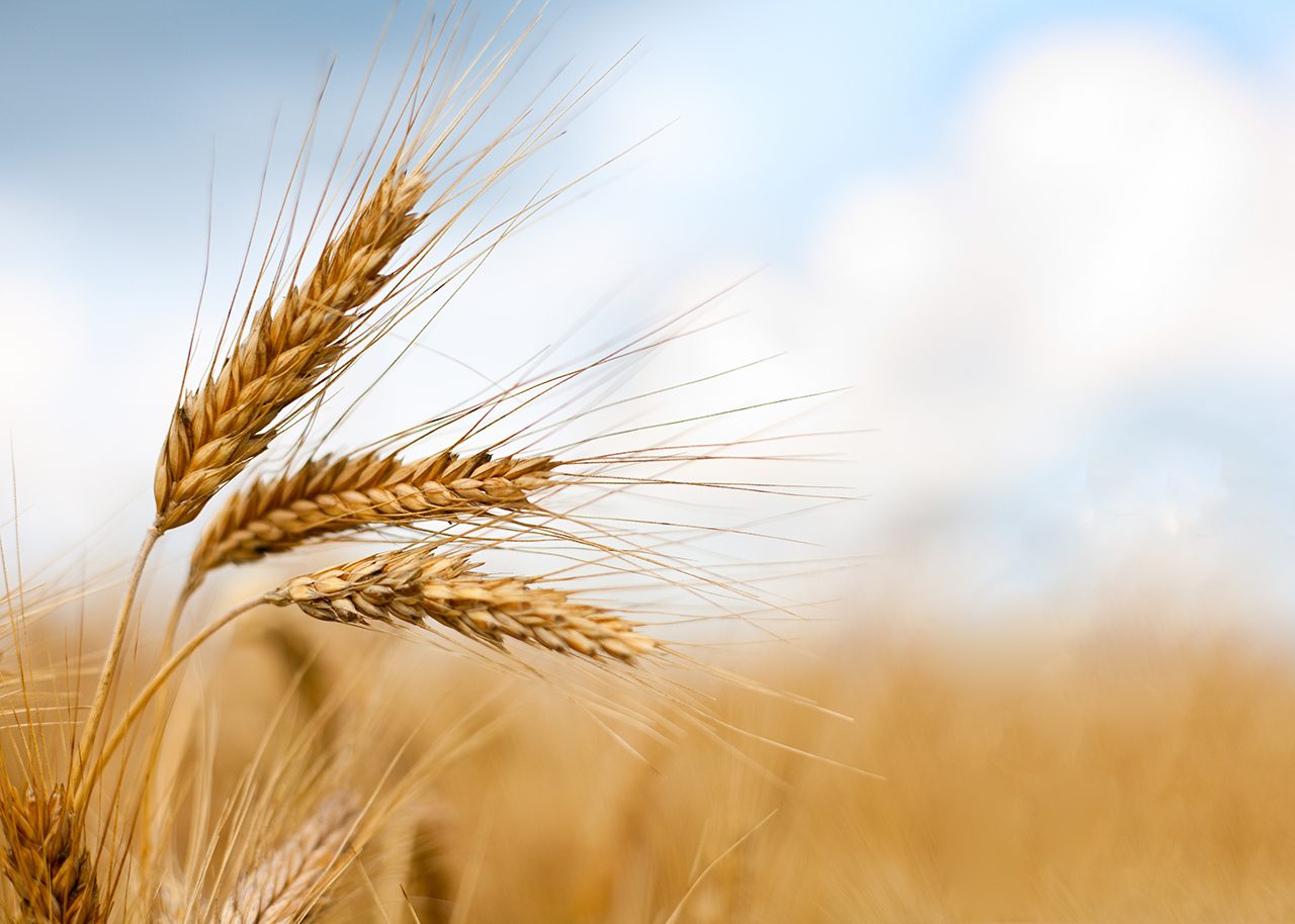 Close up of ripe wheat ears against beautiful sky with clouds. 